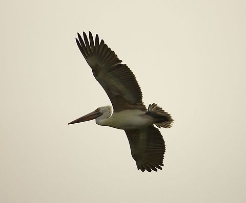 Pure class I have numerous photos of these guys.  Dunno which to put :)  
more are on the way Bangalore,Pelecanus philippensis,Spot-billed pelican,lake