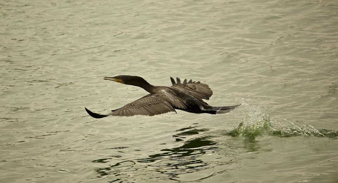The take-off I got this photo after many tries.  Happy it finally worked out. Great Cormorant,Phalacrocorax carbo,bangalore,lake,water