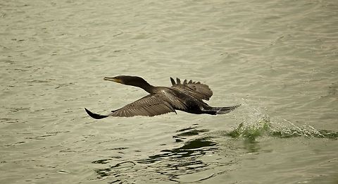 The take-off I got this photo after many tries.  Happy it finally worked out. Great Cormorant,Phalacrocorax carbo,bangalore,lake,water