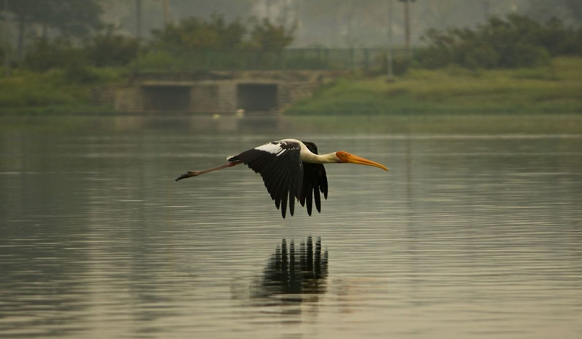 Painted stork in flight I waited for nearly 45 minutes for this guy to fly.  It paid off. Bangalore,Mycteria leucocephala,Painted Stork,birds,lake