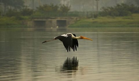 Painted stork in flight I waited for nearly 45 minutes for this guy to fly.  It paid off. Bangalore,Mycteria leucocephala,Painted Stork,birds,lake