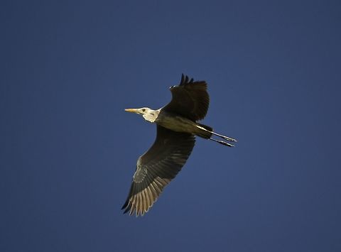 Grey heron in flight This guy was flying with ten others near the lake Ardea cinerea,Grey heron,bangalore,birds,lake
