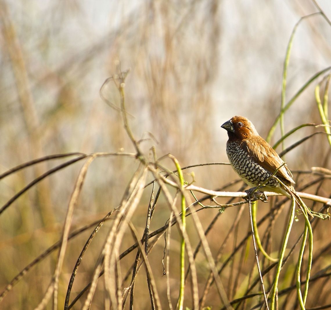Staring right into the eye! This little guy was brave to let me come close enough to capture him<br />
 Lonchura punctulata,Scaly-breasted Munia