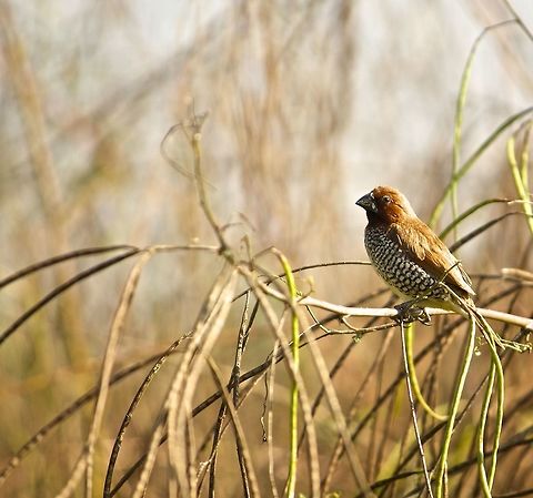 Staring right into the eye! This little guy was brave to let me come close enough to capture him
 Lonchura punctulata,Scaly-breasted Munia