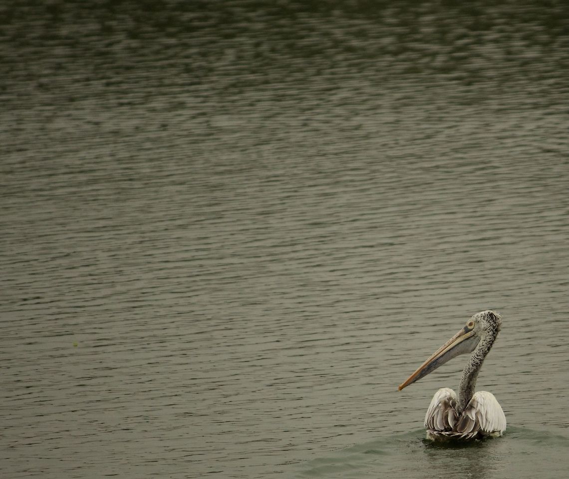 The lone pelican The lone pelican wading through the water, looking into the distance. Bangalore,Lake,Pelecanus philippensis,Spot-billed pelican