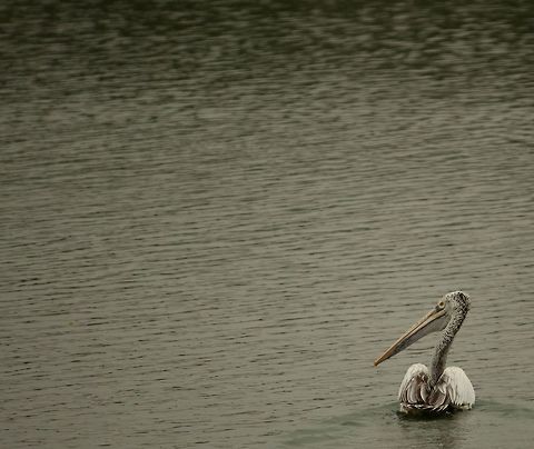 The lone pelican The lone pelican wading through the water, looking into the distance. Bangalore,Lake,Pelecanus philippensis,Spot-billed pelican
