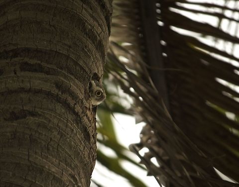 Peek-a-boo This cute spotted owlet was spying on me the whole time when i was taking photos of other birds!! Athene brama,Bangalore,Spotted Owlet,owlet