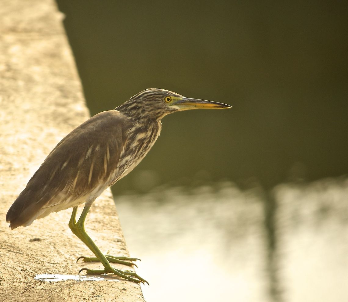 standing on the edge this guy did not move a single bit no matter what i did Ardeola grayii,Indian Pond Heron,bangalore,lake