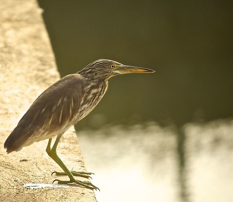 standing on the edge this guy did not move a single bit no matter what i did Ardeola grayii,Indian Pond Heron,bangalore,lake