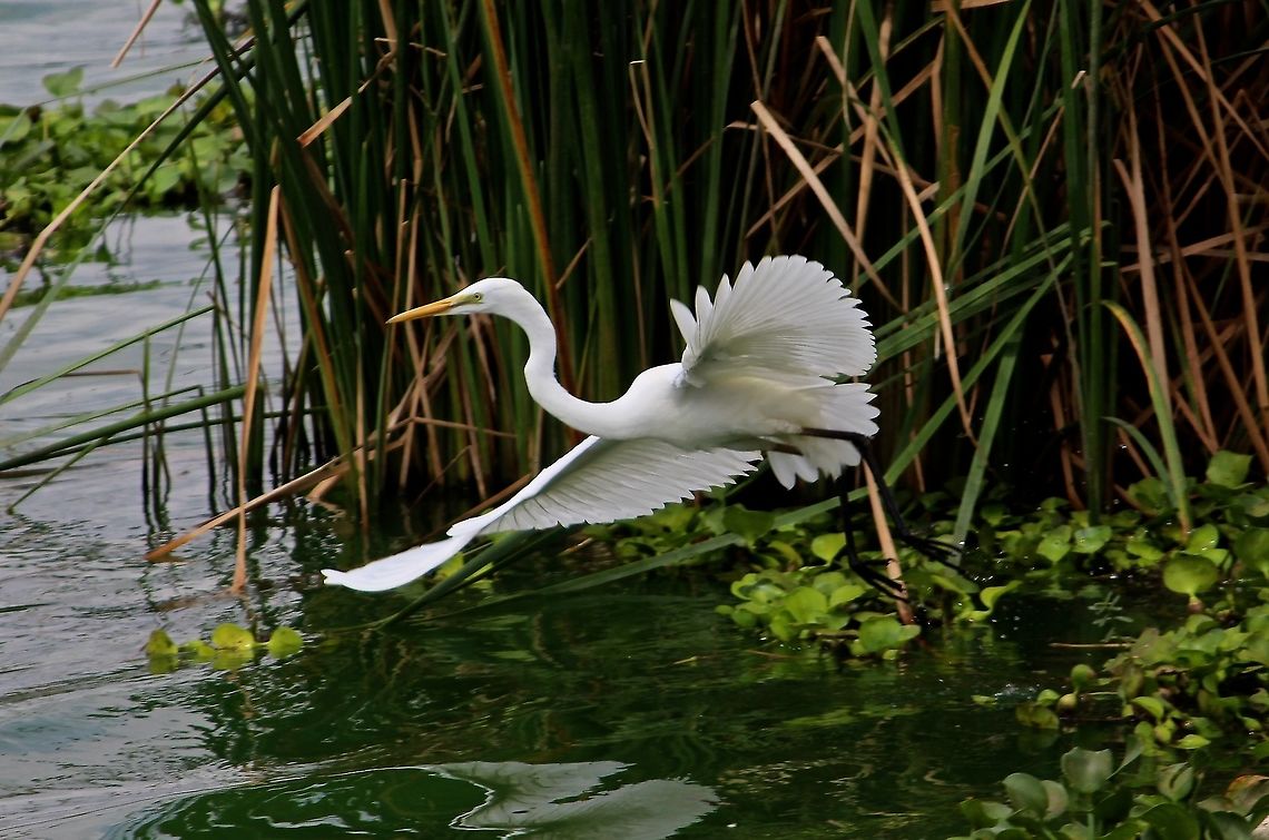Egret in the green This was one of the first photos i had taken of an egret.  Of course, though, now i have many Ardea alba,Great egret