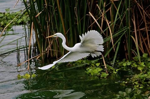 Egret in the green This was one of the first photos i had taken of an egret.  Of course, though, now i have many Ardea alba,Great egret