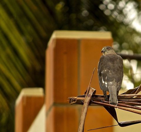 The death stare I had just written a horrible exam n as a entered the gates of my house, this shikra was there to cheer me up!!:) Accipiter badius,Shikra,bangalore