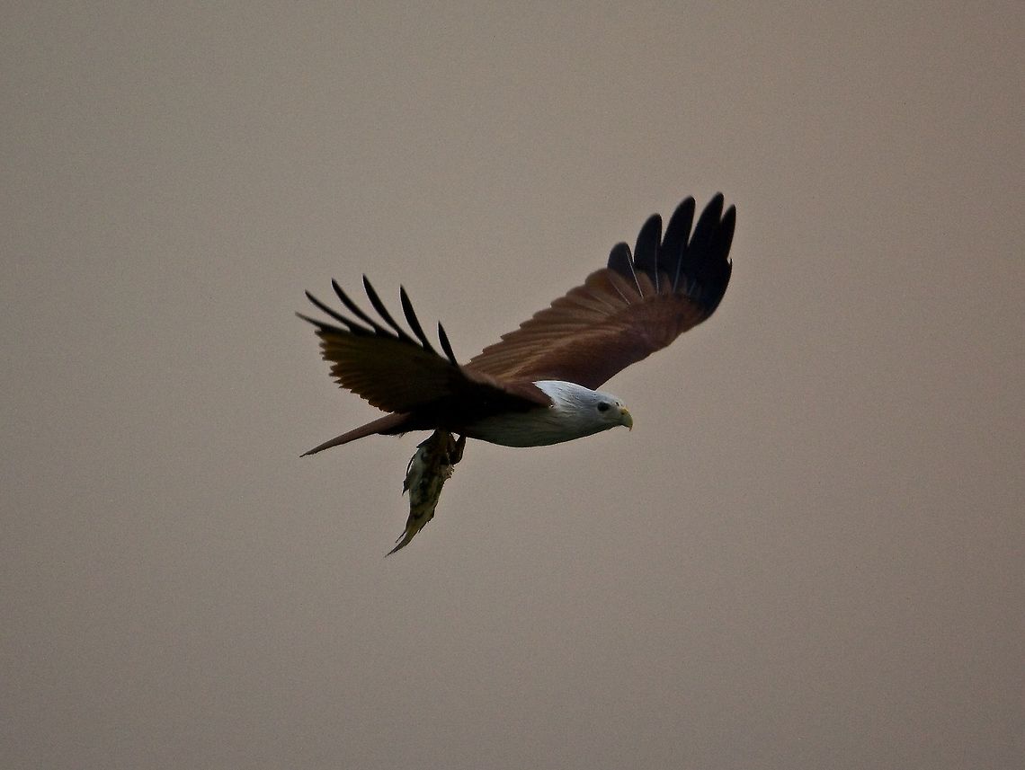 Built for the kill Brahminy kite with its prey. Brahminy Kite,Haliastur indus