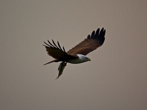 Built for the kill Brahminy kite with its prey. Brahminy Kite,Haliastur indus