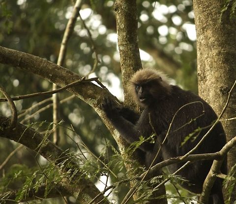 What are u looking at??!! This nilgiri langur was posing for us when we were on the safari in Parambikulum Tiger Reserve, Kerala. Nilgiri langur,Trachypithecus johnii