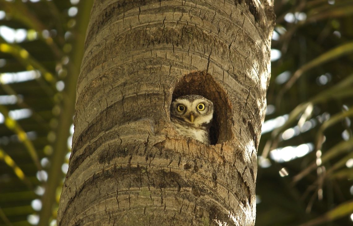 Keeping an eye This cute Owlet was staring out of its hollow Athene brama,Spotted Owlet
