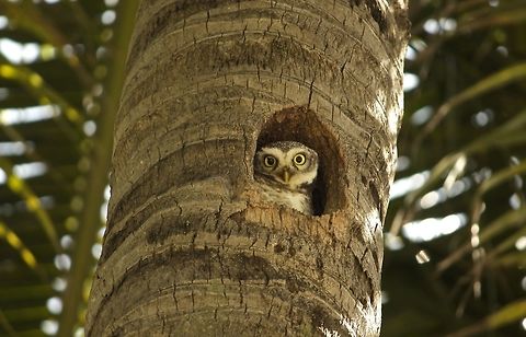 Keeping an eye This cute Owlet was staring out of its hollow Athene brama,Spotted Owlet