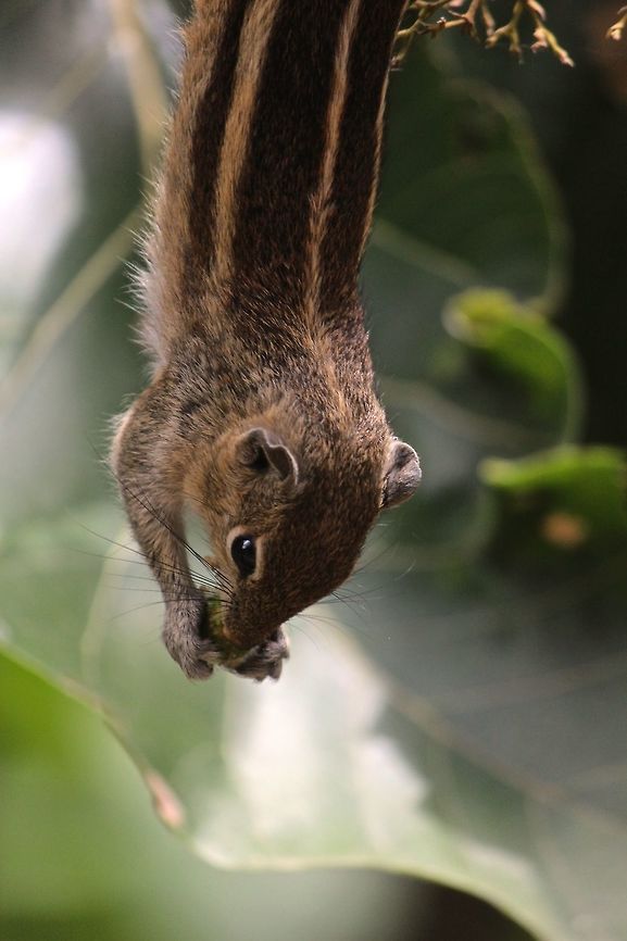 Yummy i just looked out of my window and here was this fella, hanging upside down on a teak tree!!! Funambulus palmarum,Indian palm squirrel