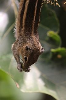 Yummy i just looked out of my window and here was this fella, hanging upside down on a teak tree!!! Funambulus palmarum,Indian palm squirrel
