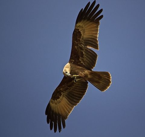 Meal during a flight A black kite enjoying a meal in mid-air Black kite,Milvus migrans