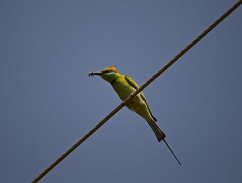 Snack on a wire This green bee eater was enjoying his snack on a wire!! Bangalore,Green bee-eater,Merops orientalis,snack