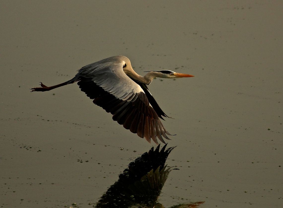 In the flight I was literally stalking this grey heron for a long time and eventually captured him!!<br />
 Ardea cinerea,Bangalore,Grey heron,flight,lake