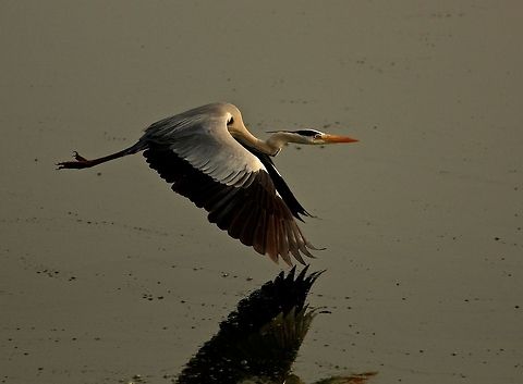 In the flight I was literally stalking this grey heron for a long time and eventually captured him!!
 Ardea cinerea,Bangalore,Grey heron,flight,lake