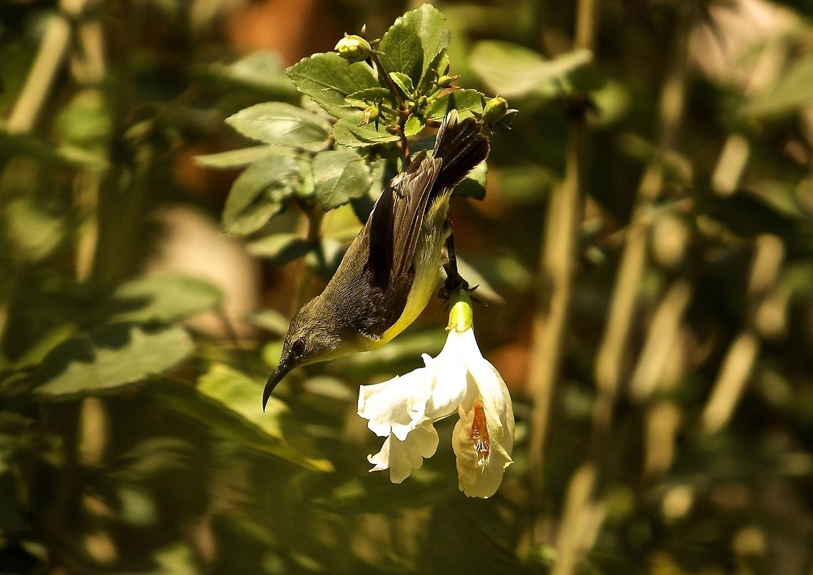 Female purple rumped sunbird This sunbird was just hanging of the branch for a snack!! Leptocoma zeylonica,Purple-rumped sunbird