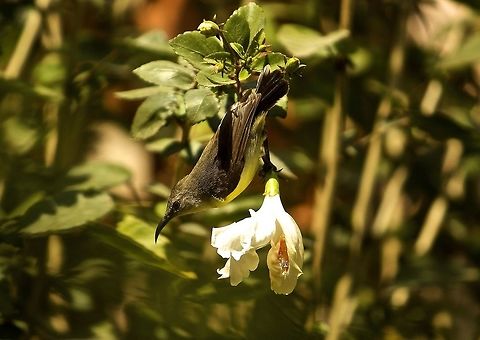 Female purple rumped sunbird This sunbird was just hanging of the branch for a snack!! Leptocoma zeylonica,Purple-rumped sunbird