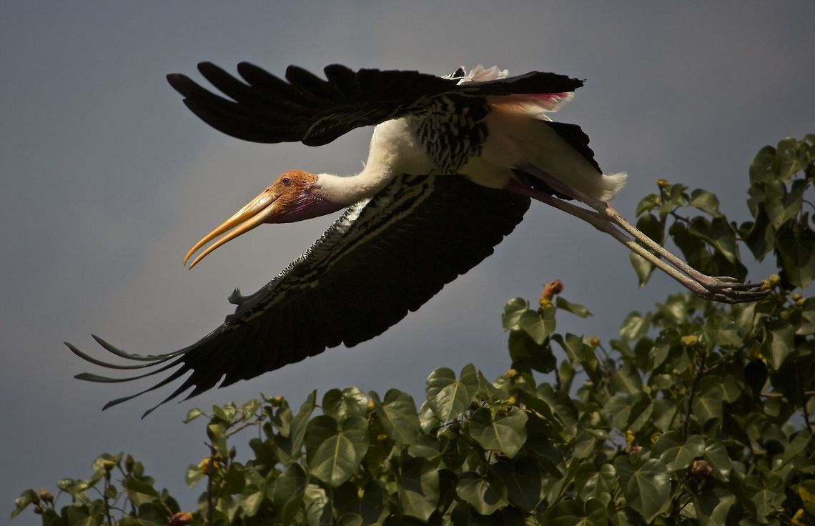 Painted stork taking off I took this photo in the small yet captivating village of Kokere Bellur near Bangalore, India.  Painted stork are as common as crows and pigeons for a reason yet to be found.  They have become a part of the village.  Numerous painted storks are seen on the roofs of houses and street lamps.  Almost every tree in the village is a home to  a group of painted storks.  The painted storks are like a boon to the village.  Their droppings are very good manure for agriculture, which is the village&#039;s key occupation.  <br />
<br />
This village is a place worth visiting.   Mycteria leucocephala,Painted Stork
