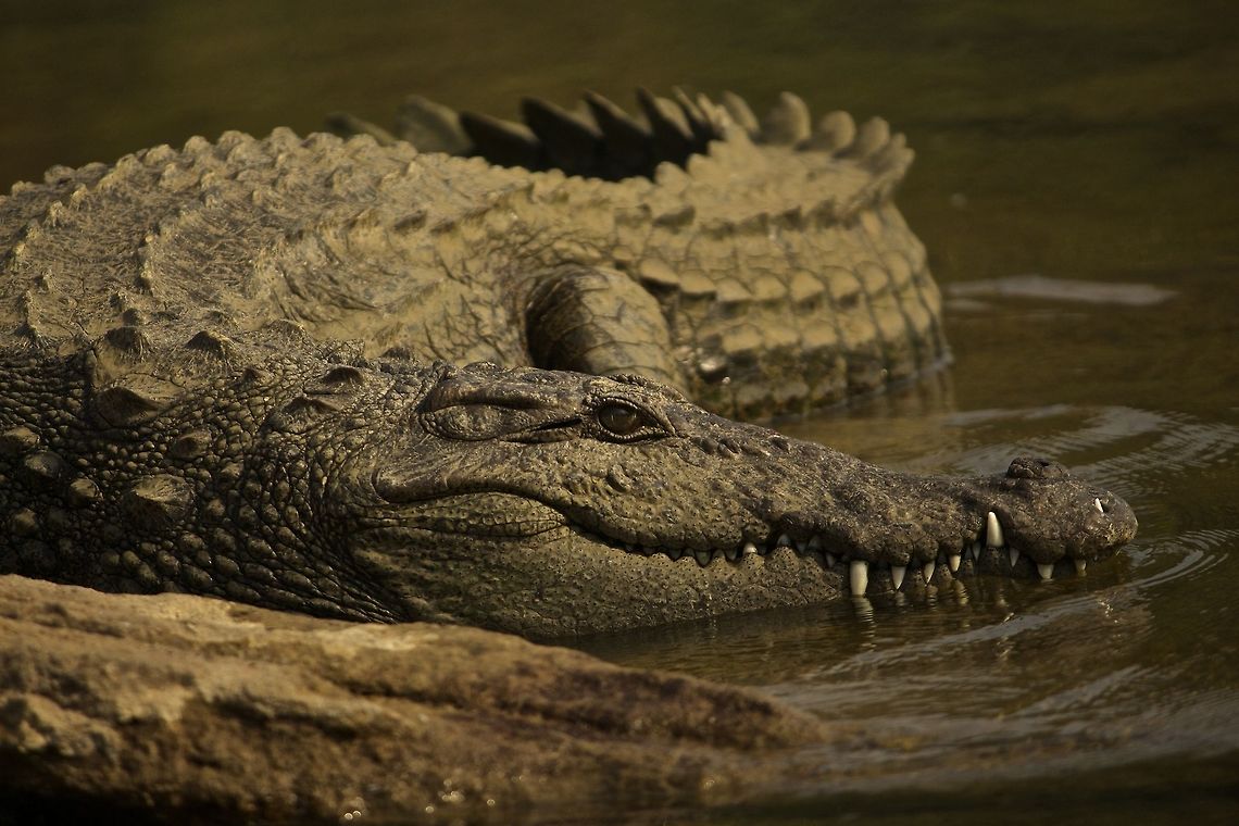 Sliding into the depths We were lucky to get this close to a marsh croc (mugger).   Crocodylus palustris,Mugger crocodile