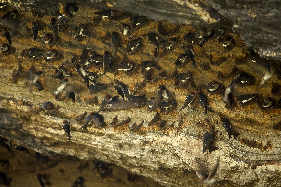 Swallows gallore These steak necked swallows made their homes under a huge rock Petrochelidon fluvicola,Streak-throated Swallow