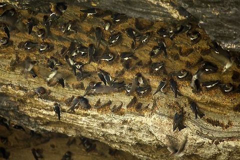 Swallows gallore These steak necked swallows made their homes under a huge rock Petrochelidon fluvicola,Streak-throated Swallow
