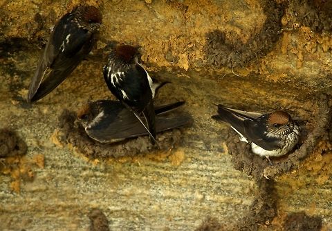 Home sweet home These guys minded their own business even when we came in close proximity with them!!  These guys were too cute!!   Petrochelidon fluvicola,Streak-throated Swallow