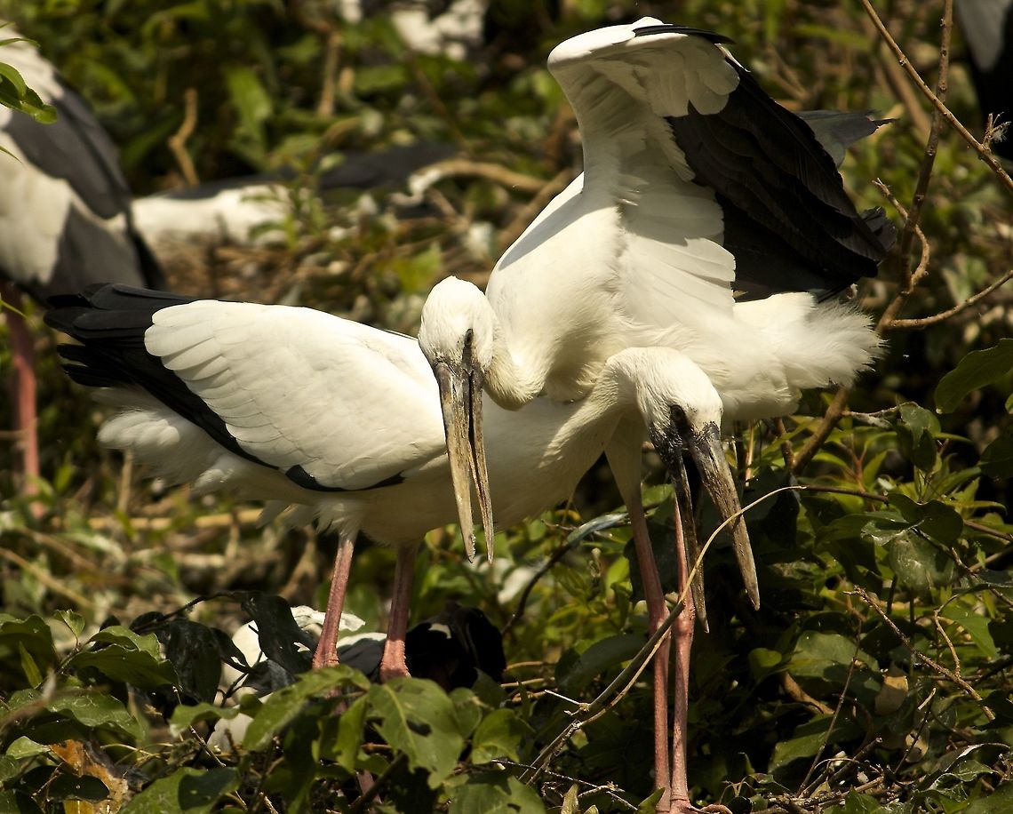 Love is in the air These two open billed storks seemed to be getting along very well!! Anastomus oscitans,Asian openbill