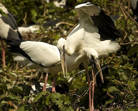 Love is in the air These two open billed storks seemed to be getting along very well!! Anastomus oscitans,Asian openbill