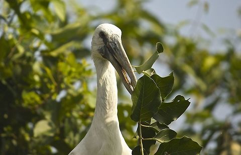 My branch!! This open bill was a little threatened when we approached.  He may have thought that we were trying to steal his branch!! Anastomus oscitans,Asian openbill