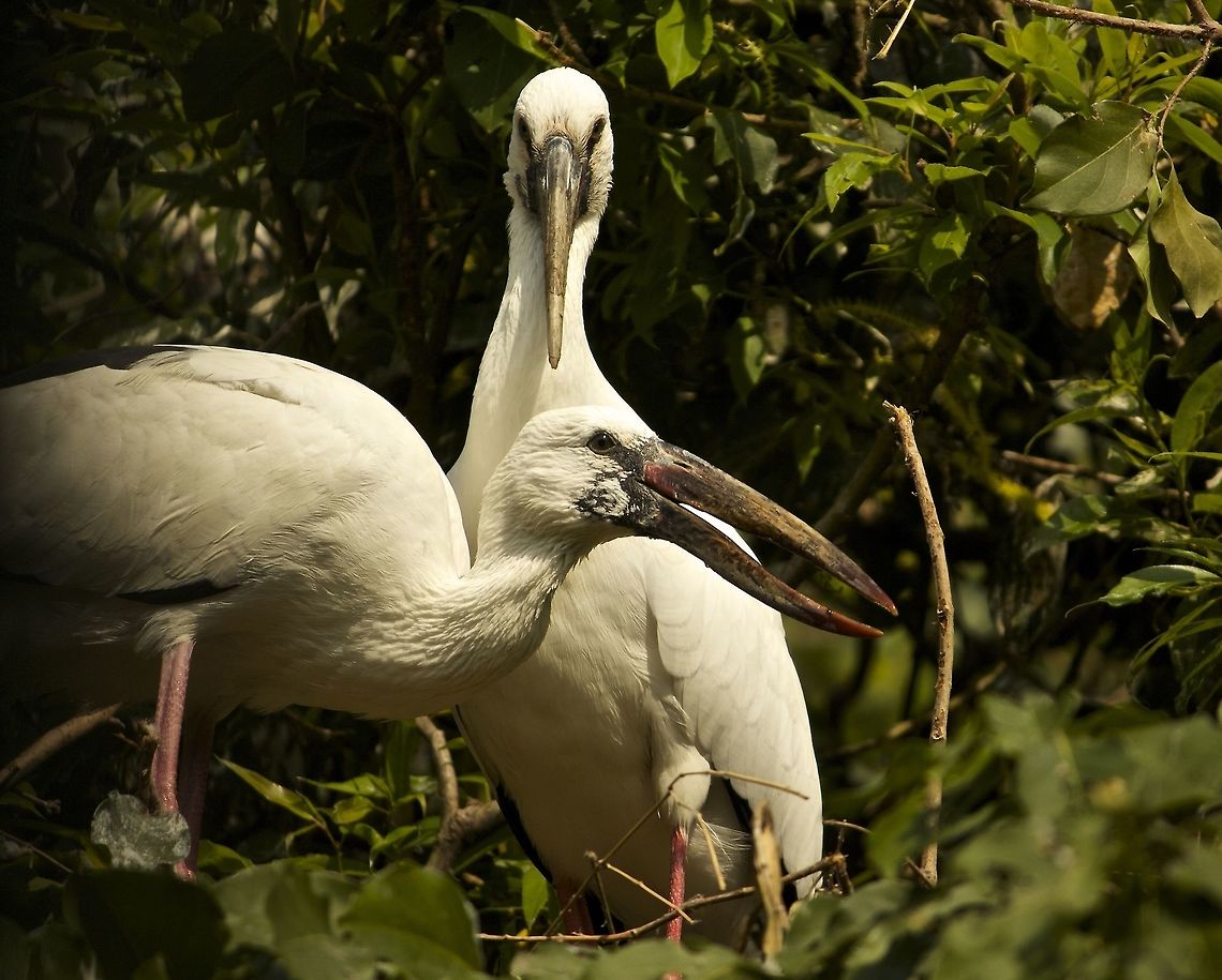 Open bills!! These two posed for us and were surprisingly calm no matter how close we got Anastomus oscitans,Asian openbill