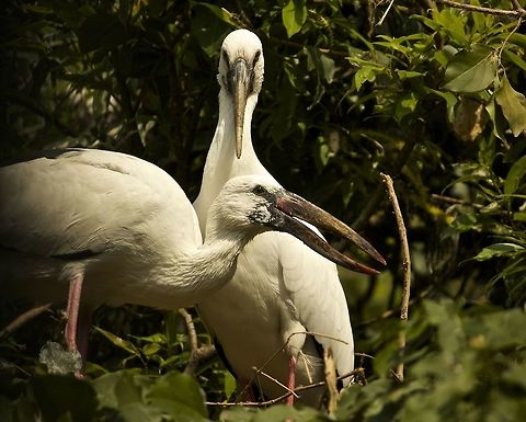 Open bills!! These two posed for us and were surprisingly calm no matter how close we got Anastomus oscitans,Asian openbill