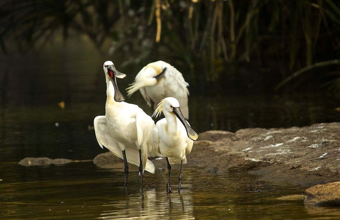 Im the boss here!! It looks like the spoonbill is commanding its fellow spoonbills!!