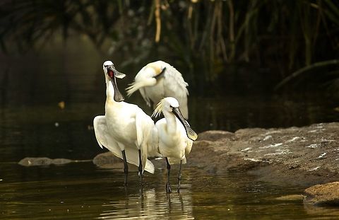Im the boss here!! It looks like the spoonbill is commanding its fellow spoonbills!!