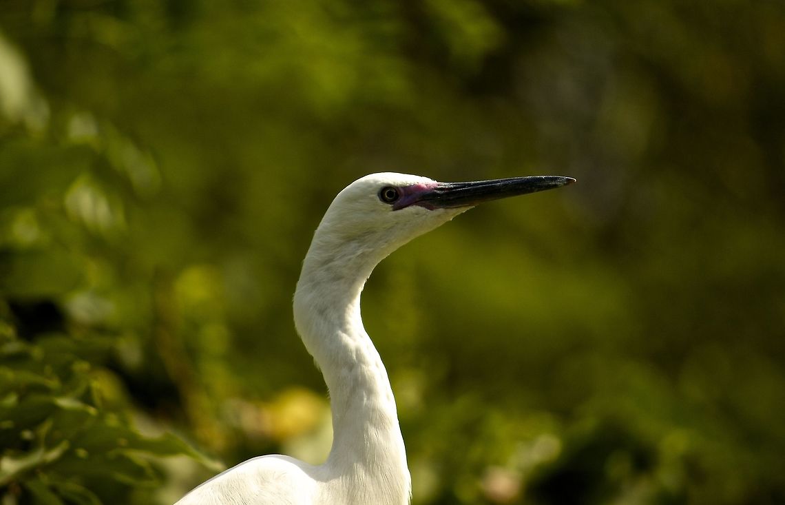 The perfect pose This little egret was hiding among the trees with only its head popping out!! Egretta garzetta,Little Egret