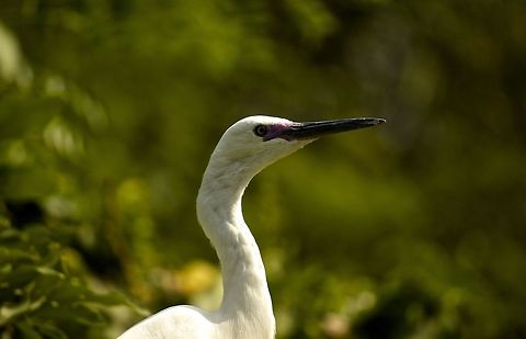 The perfect pose This little egret was hiding among the trees with only its head popping out!! Egretta garzetta,Little Egret