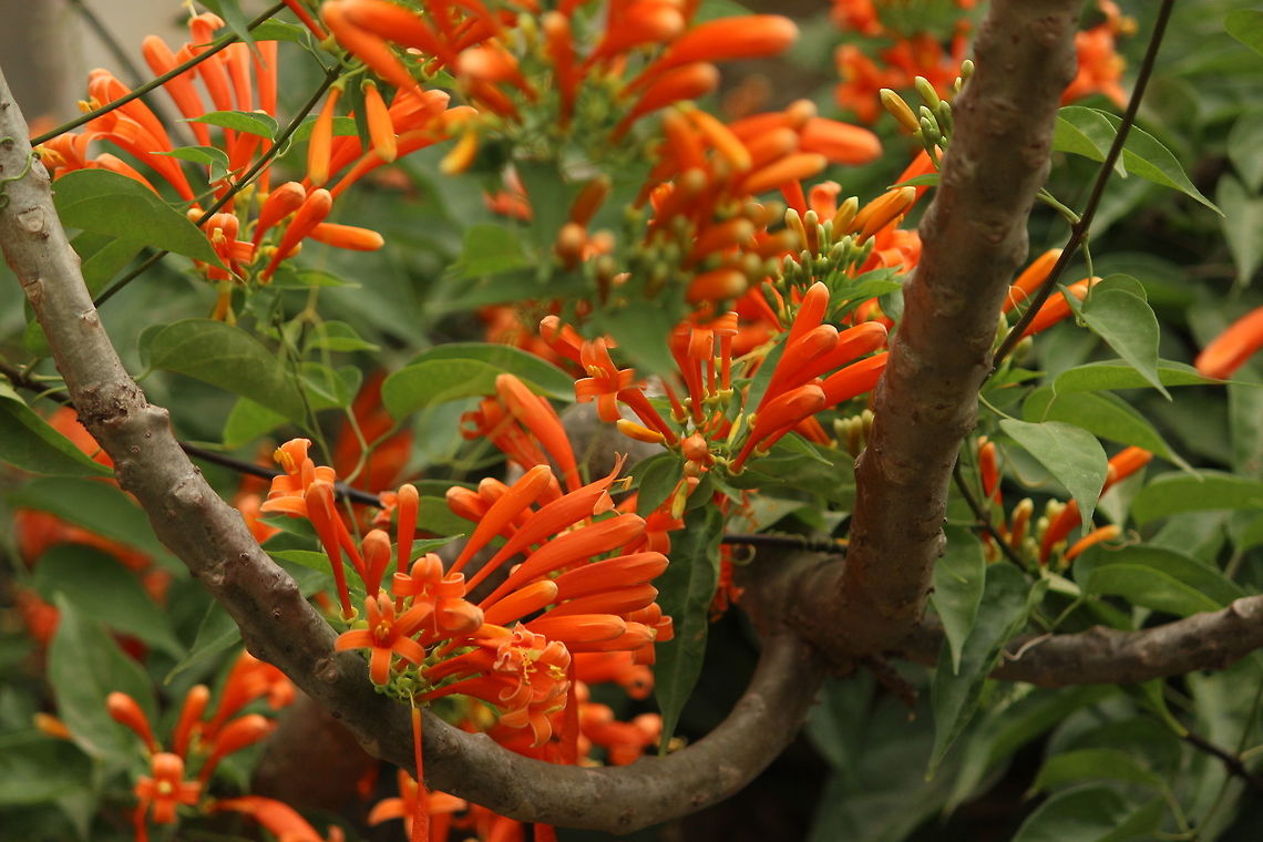 Orange Trumpet Orange trumpet growing crazy in my garden!!! Orange trumpet,Pyrostegia venusta