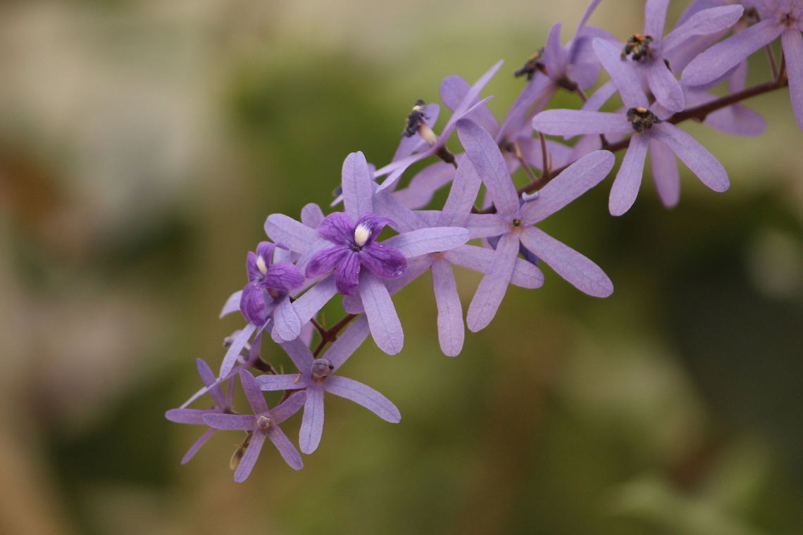 Queen's wreath (Petrea volubilis) This beauty has started blooming in my garden Petrea volubilis,Queen's wreath