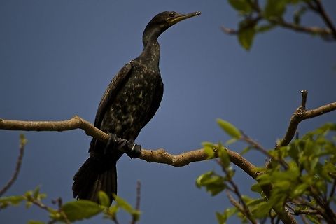 The portrait The perfect pose for a good portrait!! Indian Cormorant,Phalacrocorax fuscicollis