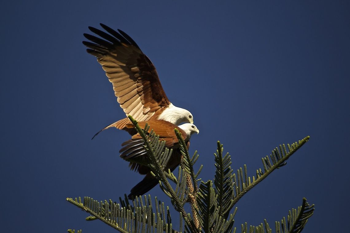 Cozy moment These brahminy kites are spending the morning together.  Brahminy kite called &quot;Garuda&quot; in sanskrit  is the vehicle of  Lord Vishnu (who is considered as the &quot;creator&quot;) in Hindu mythology.   Brahminy Kite,Haliastur indus