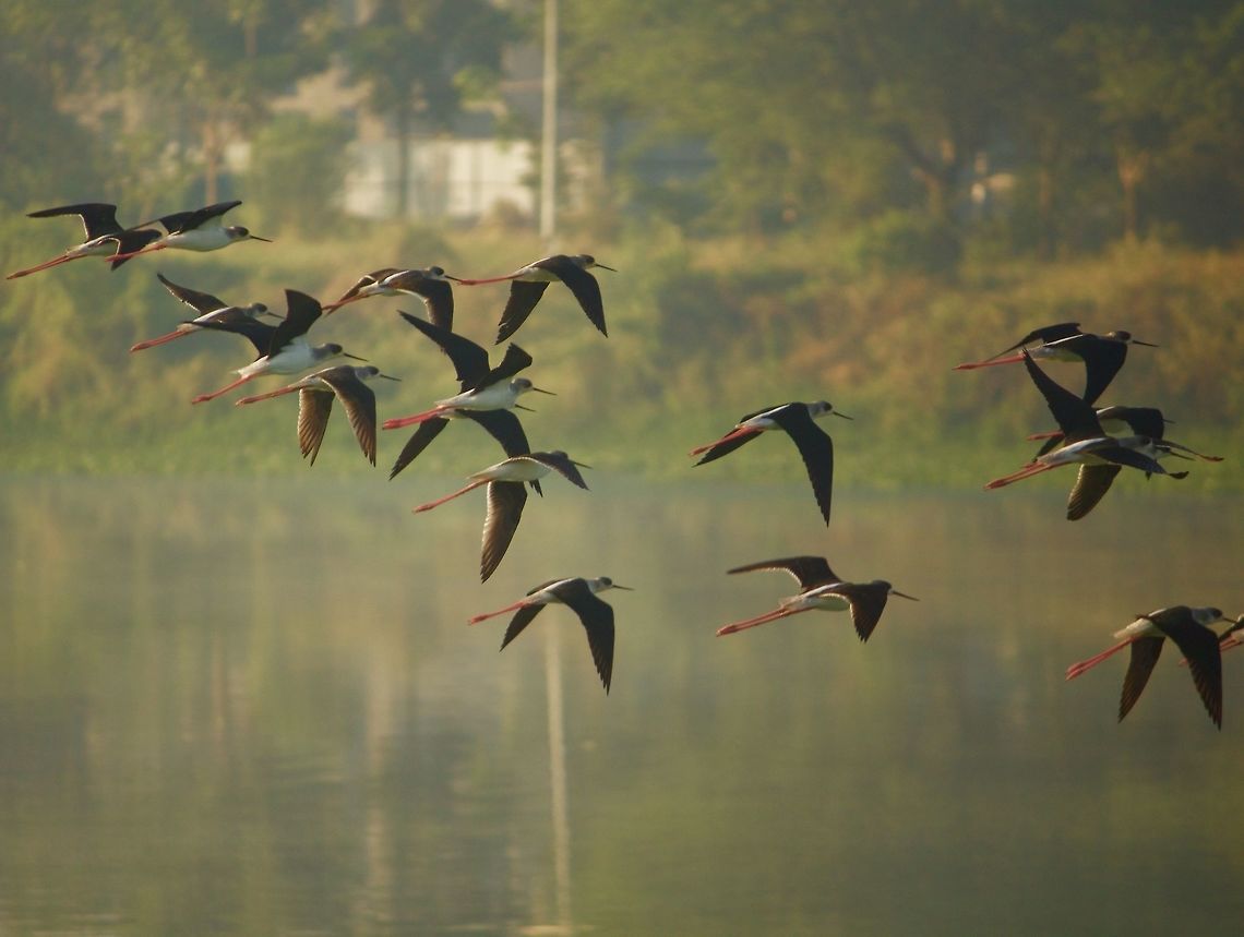 Flying together These black winged stilts are taking off together!! Black-winged Stilt,Himantopus himantopus