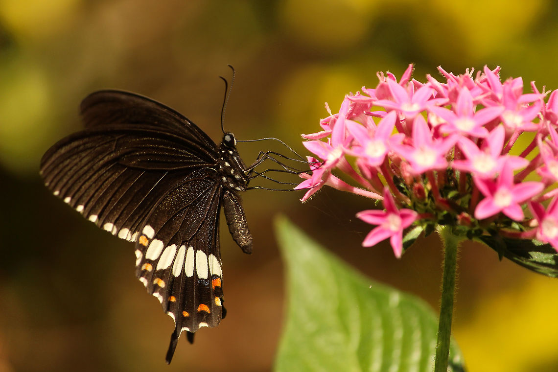 Common Mormon on Pentas flower This Mormon is happily having a meal!! Common Mormon,Papilio polytes