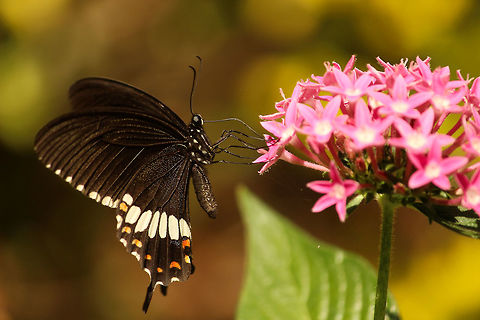 Common Mormon on Pentas flower This Mormon is happily having a meal!! Common Mormon,Papilio polytes